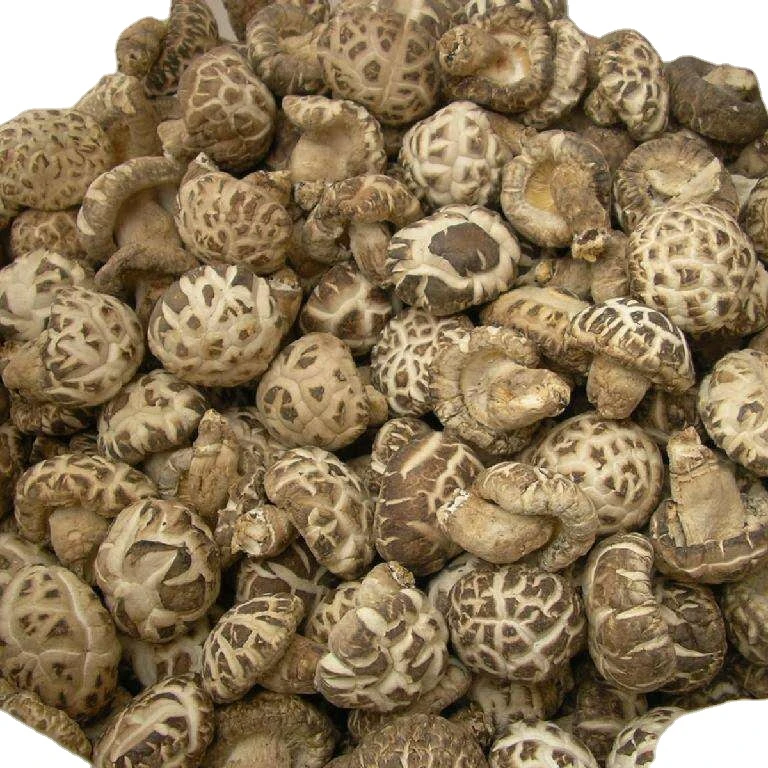 
hot sale dried shiitake mushroom organic heathy 