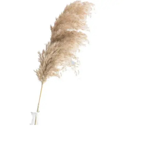 
2021 Most Popular Preserved Flowers Dried Pampas Grass as a gift 