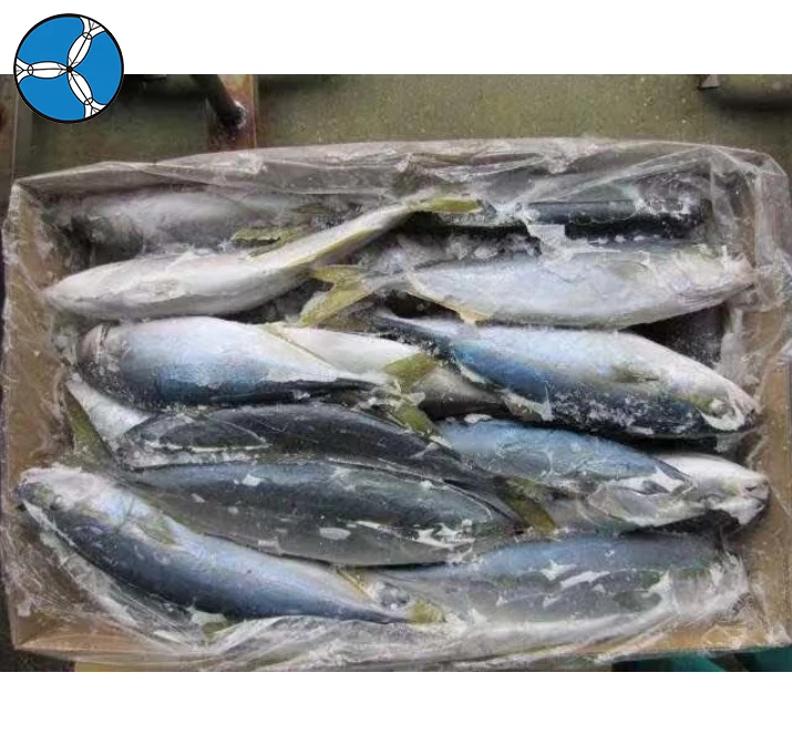 Good Price Top Quality Frozen Fish Yellow Tail Whole Fish for Sale