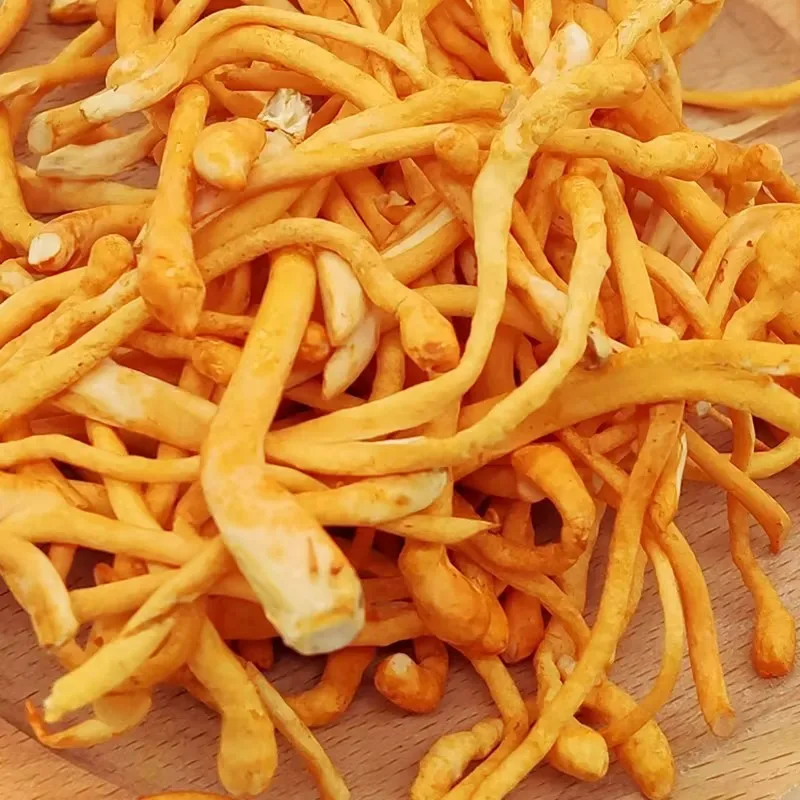 Nutrient-rich Sold all year round fresh organic Cordyceps Flowers And Dried Cordyceps