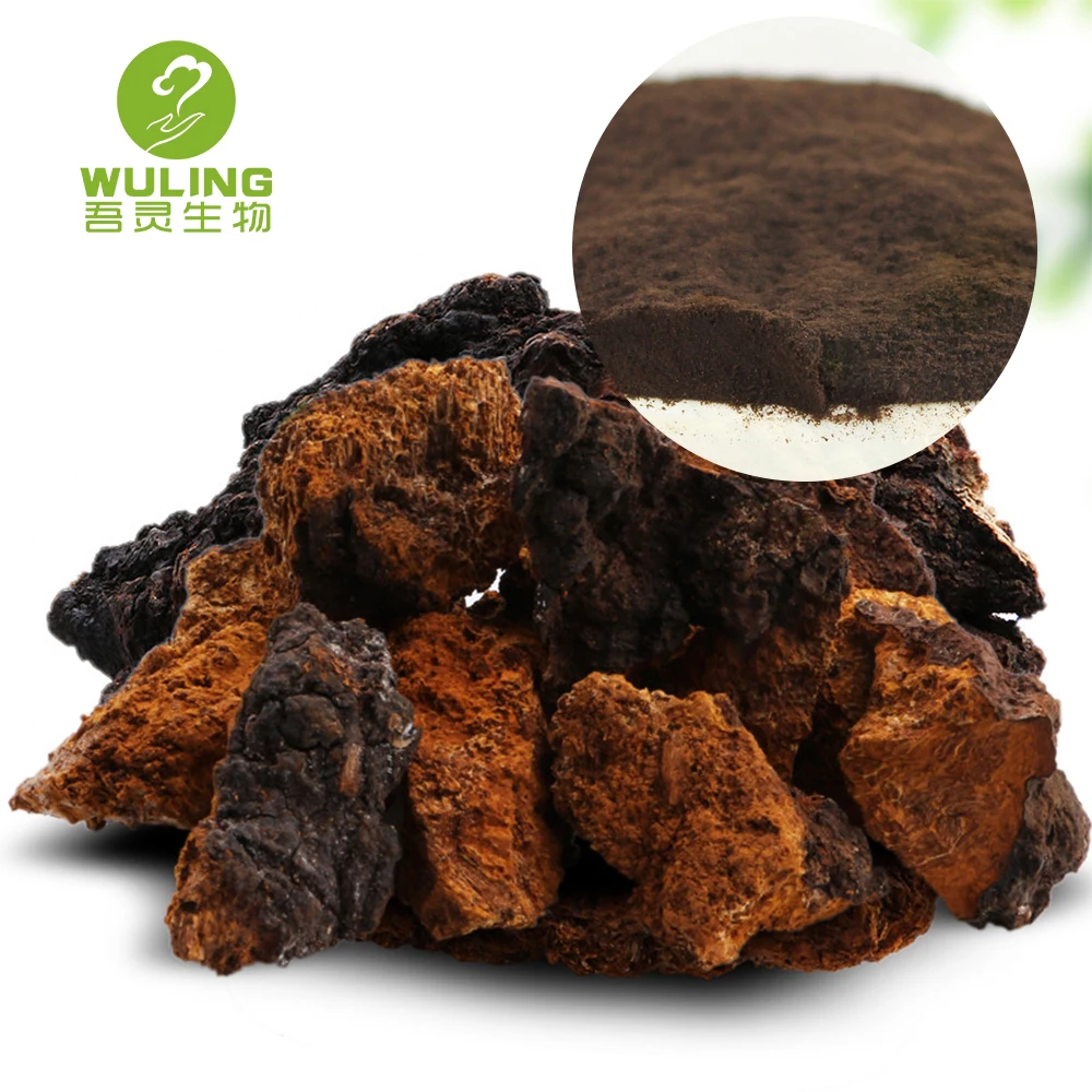Top quality delicious chaga mushroom frozen