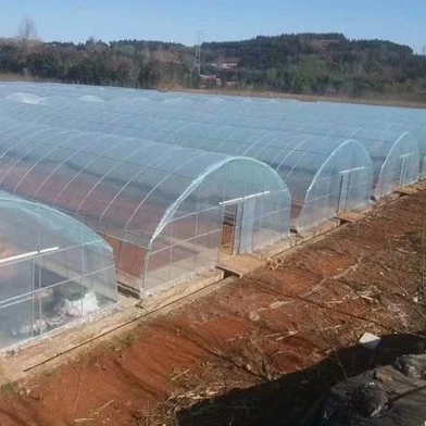 Single Layer and Film Material Cover Agricultural Greenhouse