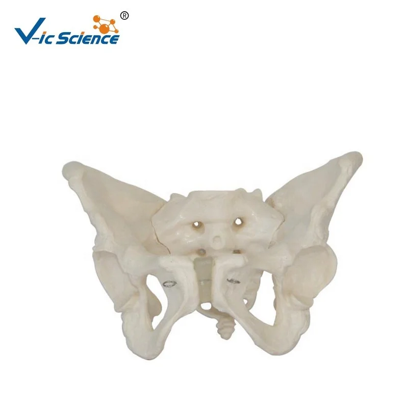 adult female pelvis  anatomy model human human model anatomy