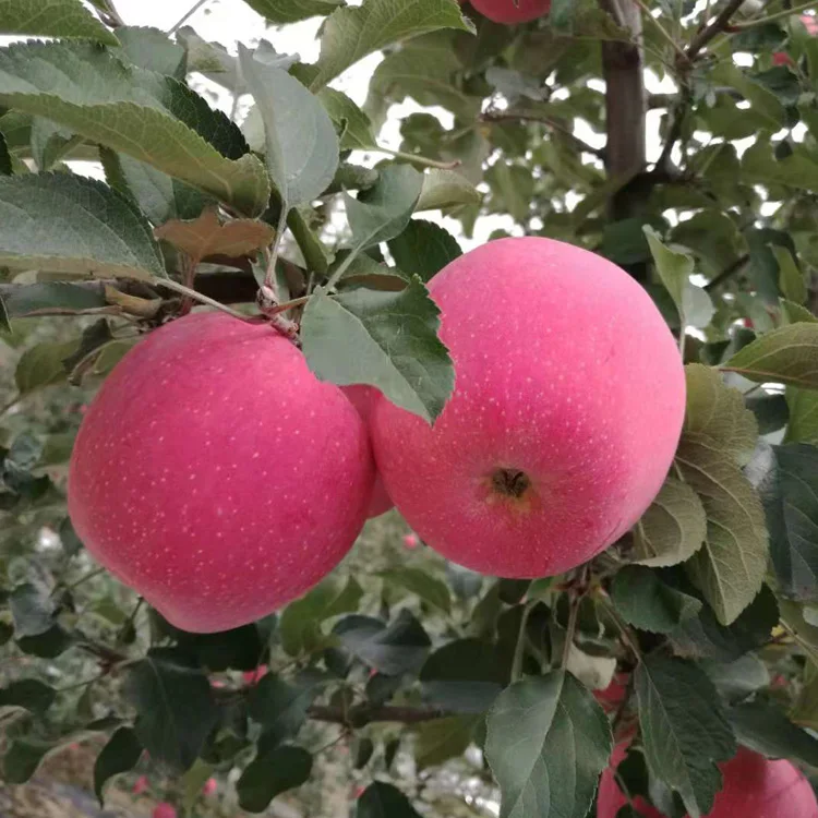 
Export price fresh fruits apples 