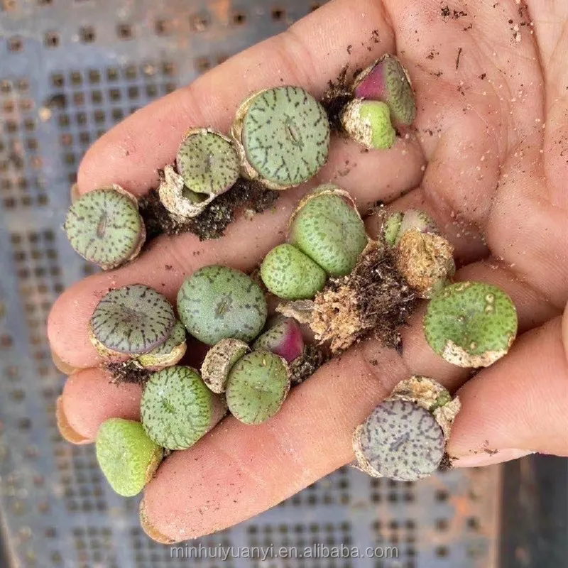 Живые суккуленты 0 35 дюйма Lithops Conophytum минимум wittebergense Комнатные растения оптовая продажа для детского сада натуральное