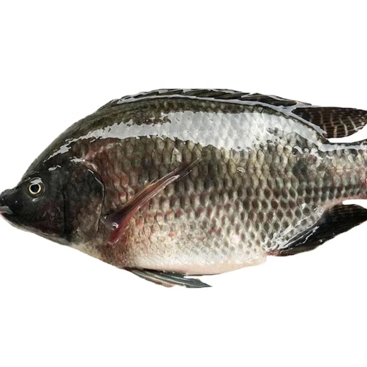 Africa food frozen fresh tilapia 10kg/ctn wholesale price  acultura tilapia