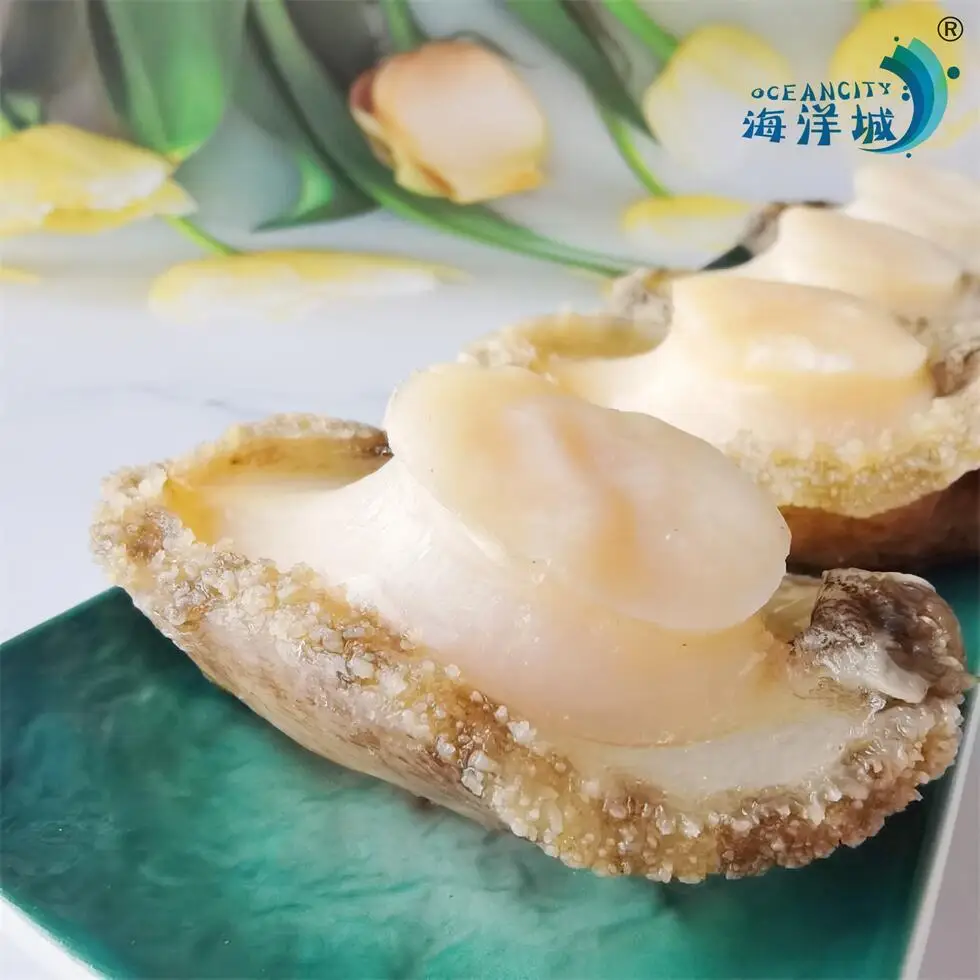 Wholesale High Quality Abalone Frozen Dried Abalone Chinese Suppliers  For Sale