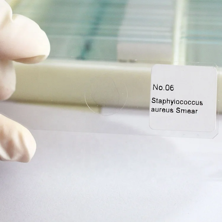 educational suppliers Staphylococcus aureus Smear microscope prepared slides microbiology accessories single item