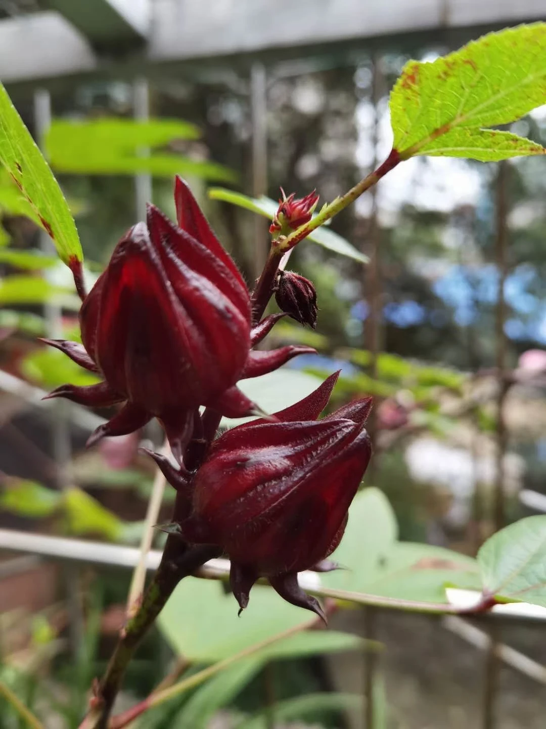Planting base sale ROSELLE Dried red Hibiscus sabdariffa flowers for sale