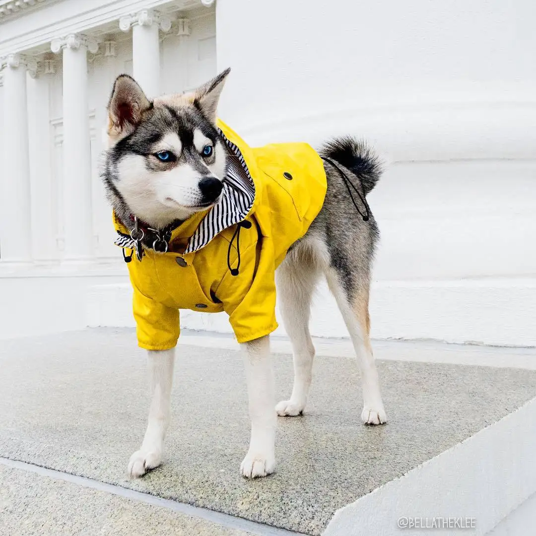 OEM ODM blank plain solid windproof rain water resistant proof lightweight dog zipper up drawstring removable hoodie jacket coat