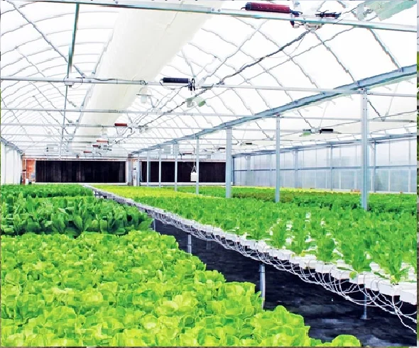 Agricultural Single-Span Poly Tunnel Film Greenhouse with Hydroponics System