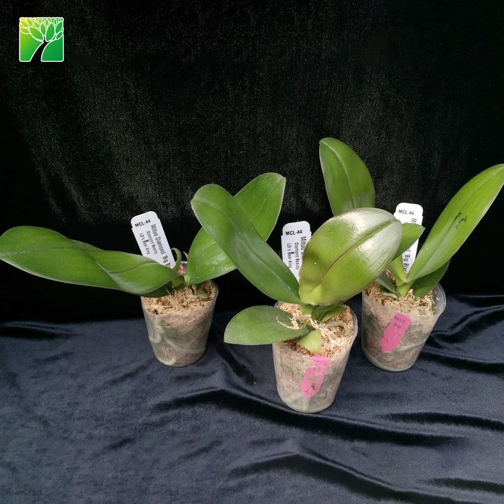 Multi colored live taiwan phalaenopsis flask orchid seedlings plant for sale