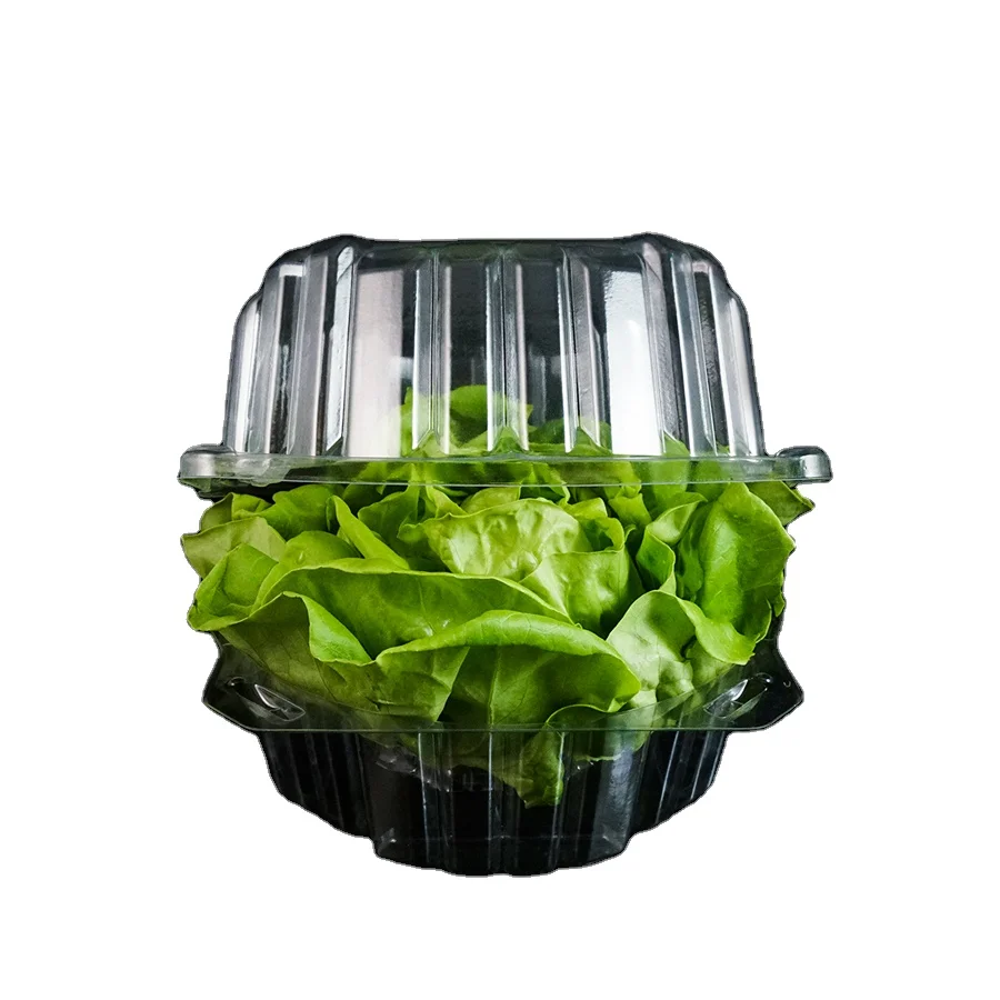Plastic Boston Lettuce Clamshell PET Box Iceberg