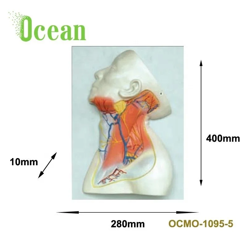 Medical Human Anatomical Face Model Head Model for Biology teaching model