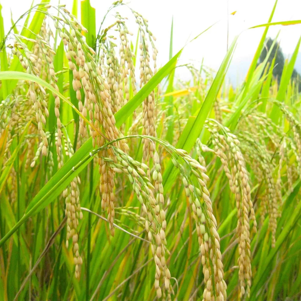 Bulk rice milk powder