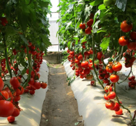 Семена томатов противовирусной устойчивости