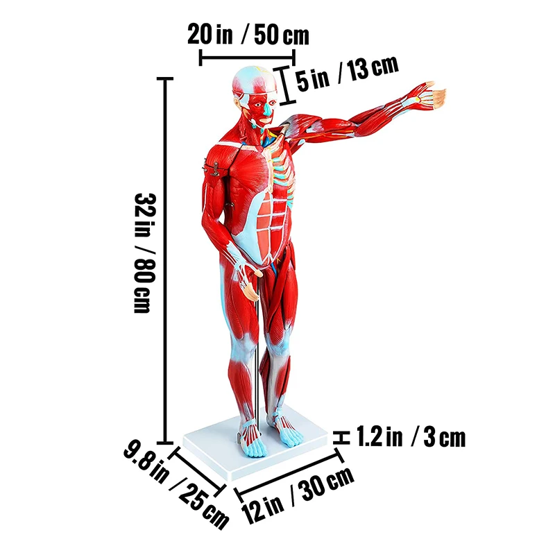 80 cm Human Anatomy Muscular Model With 27 Parts Of Human Muscle and Organ For Medical Learning