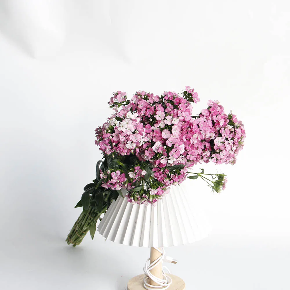 High quality Fresh Cut Flowers Barbatus ornamental plants From Kunming