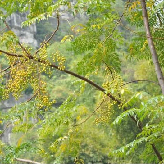 2021 fresh High quality Melia azedarach tree seeds/New pick seeds for