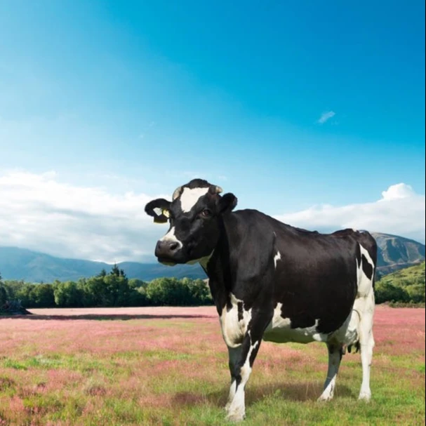 Superfine Hot Selling High Purity Precipitated Silica White Powder  SiO2 used as Animal feed additives