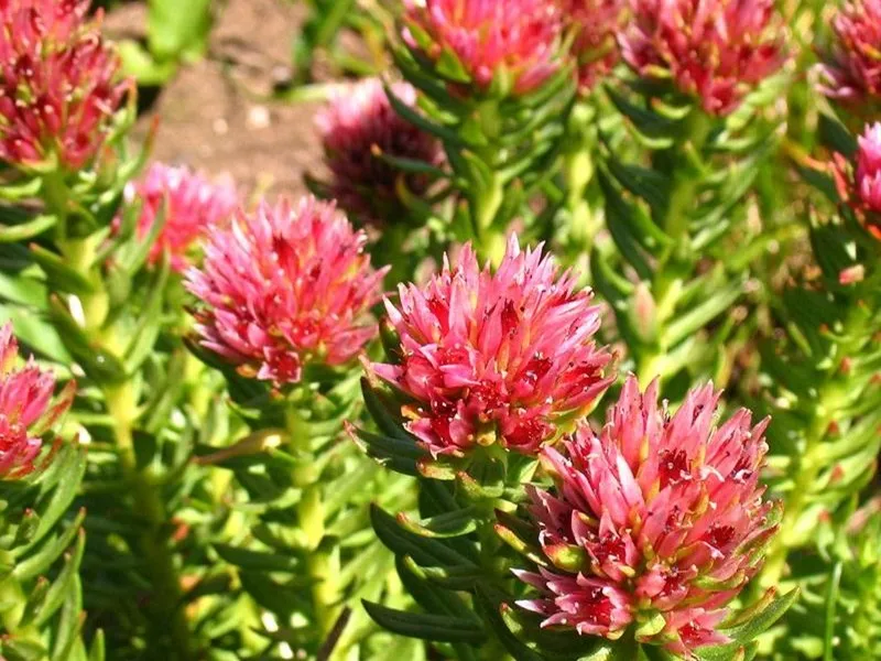 High Quality 3% 10% Salidroside Powder Rhodiola Rosea Root Extract Powder