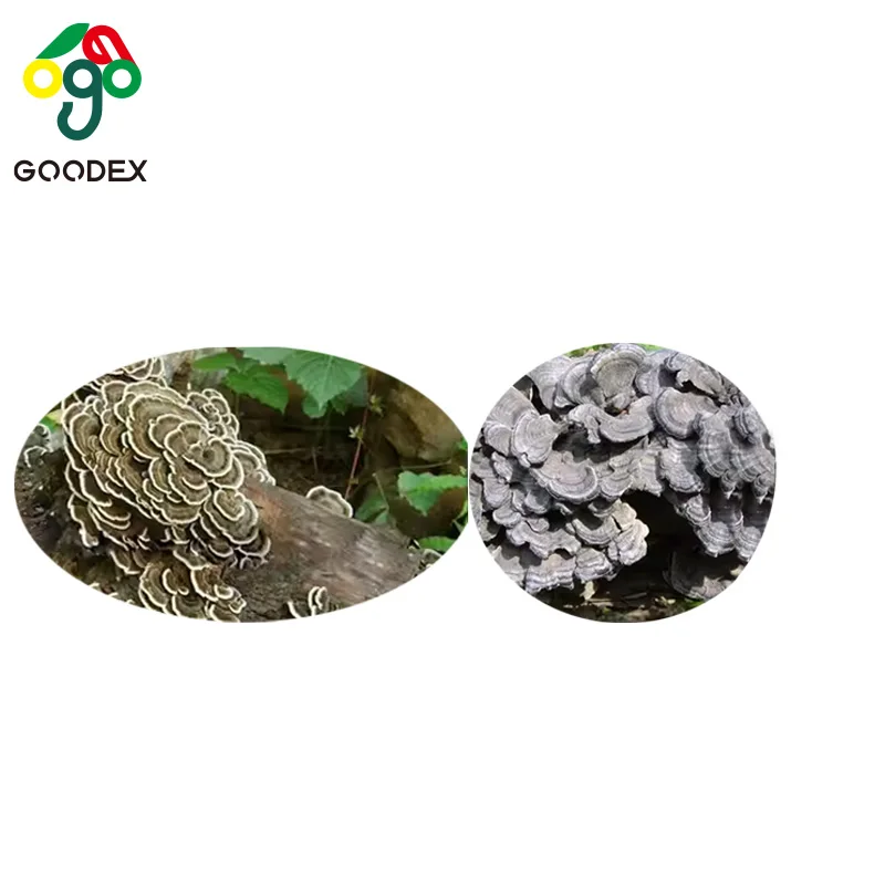 2024 New hot selling Krestin Turkey tail coriolus versicolor yun zhi mushroom fungi natural herbal Thanksgiving Day Christmas