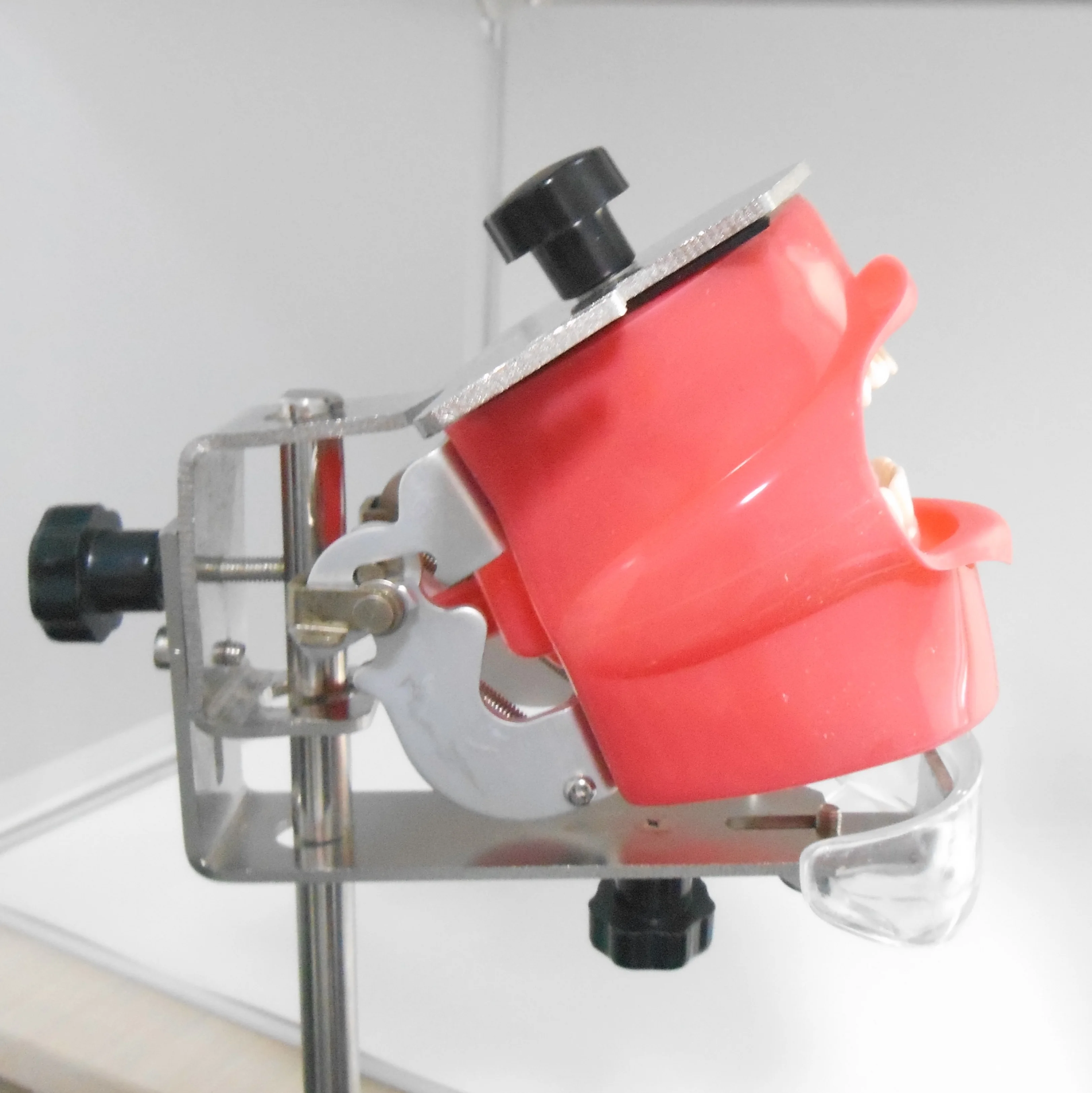 Cheap dental simple training Phantom head model