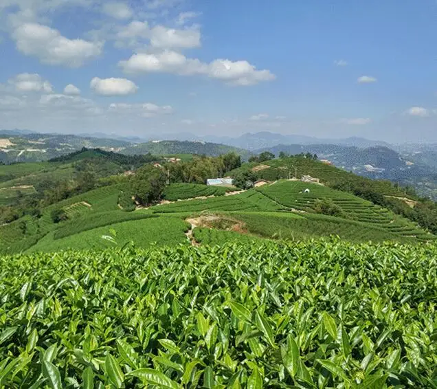 
Bai mu dan Top quality level Fujian fuding White Peony Tea 