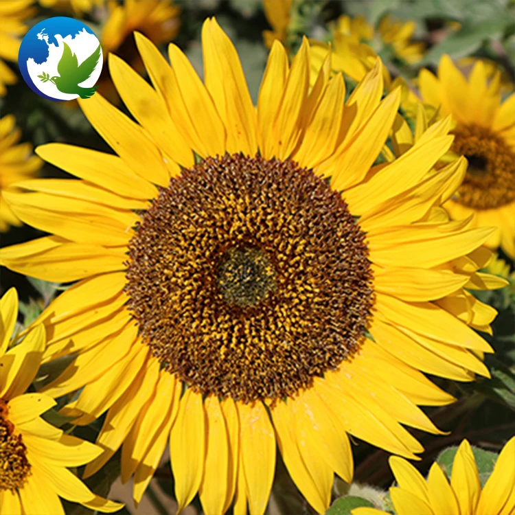 
chrysanthemum professional zinnia sun flower bulbs seeds and bulb mix lisianthus packet in bulk wild flowers plants seeds hybrid 