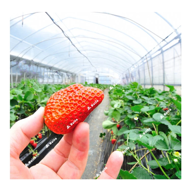 HUIFA Plastic Film Cover Material Polytunnel Greenhouse With Hydroponics System Sale for