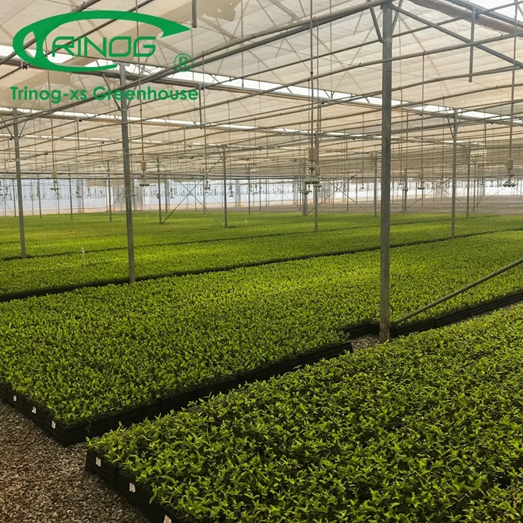Trinog Greenhouse Multi-span agricultural 200micro film greenhouse cultivation for tree nursery
