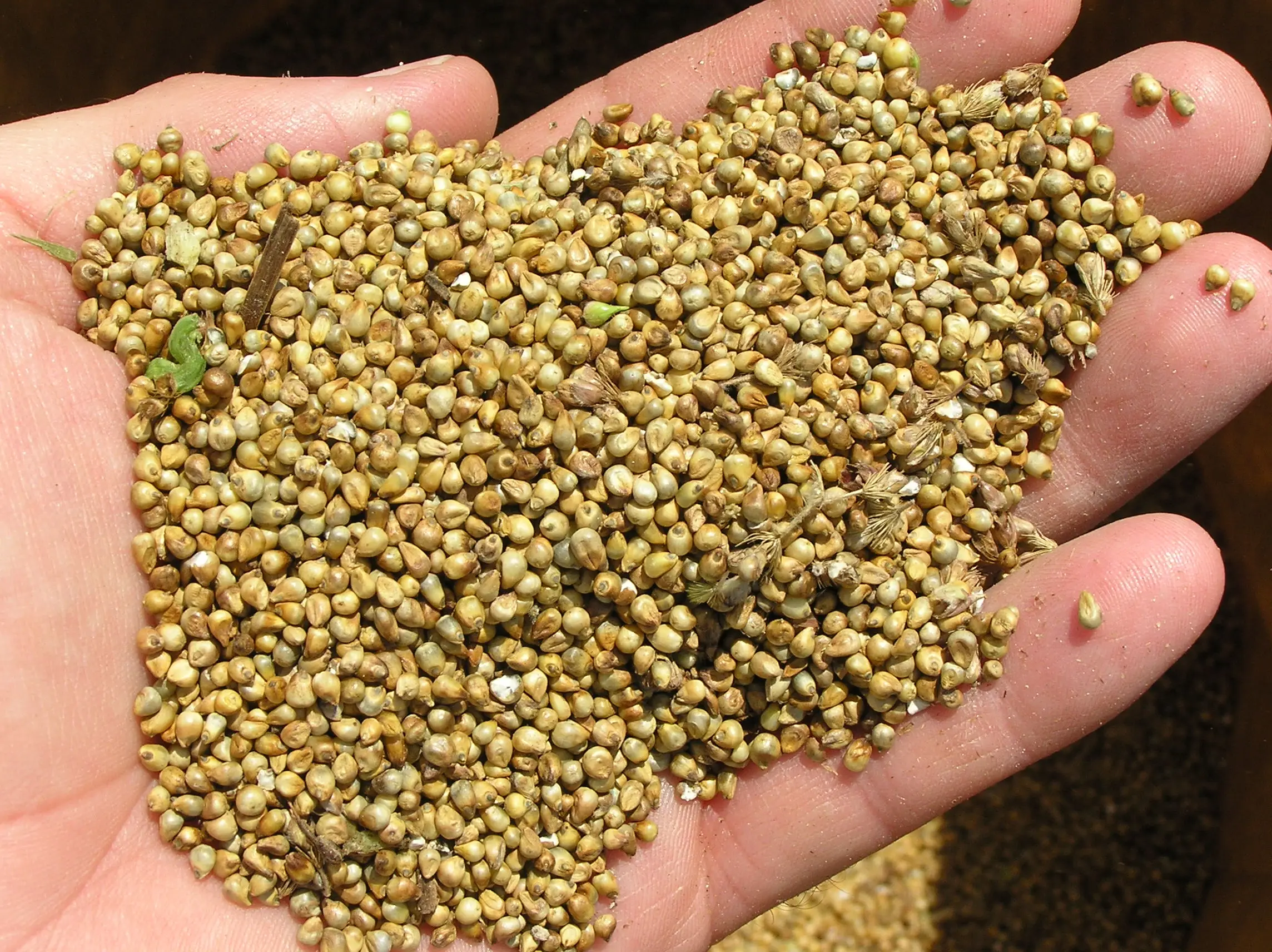 
GREEN MILLET ORIGIN INDIA FROM NIK-MAY EXPORTS LLP 