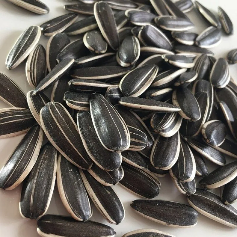 Premium Factory Supplier Wholesale Sunflower Seed 361 Sunflower Seeds Fresh Sunflower Seeds