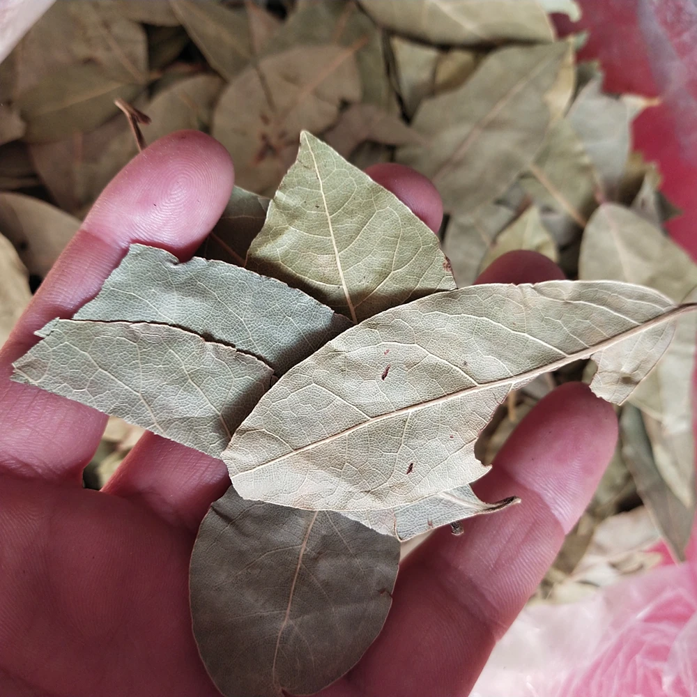 Rou Gui Ye Natural Raw Green Dried Cinnamon Leaf for Barbecue Spices