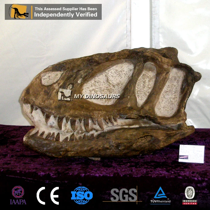 Большой динозавр с головой аллозавра из стекловолокна My Dino копия черепа в выставочном