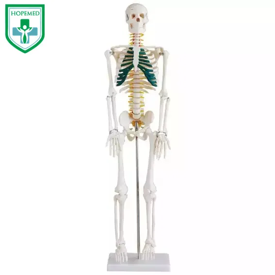 85cm plastic human body Skeleton Model with Spinal Nerves