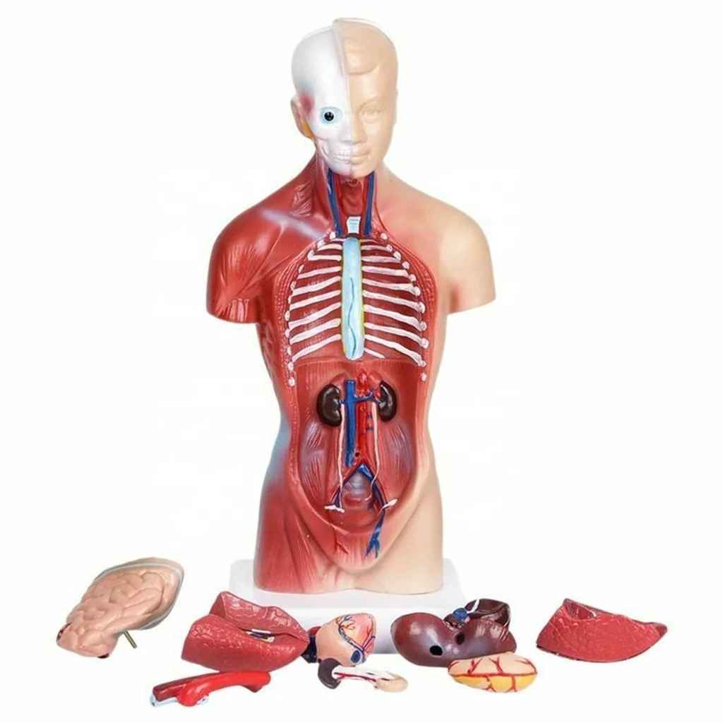 4D Assembly human skeleton anatomical model for medical teaching 32 pcs