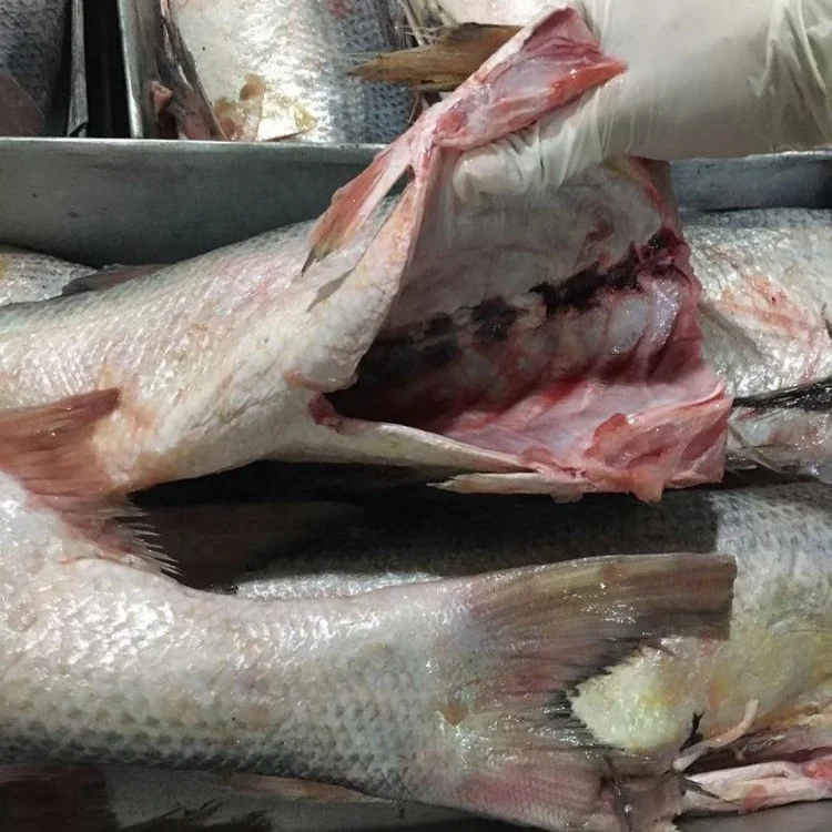 Frozen King Threadfin Fish Gutted Good Sale
