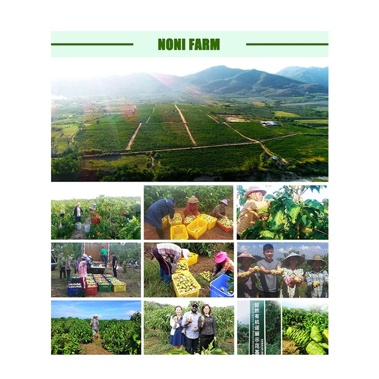 China Hainan Island factory price natural noni seed essential oils morinda citrifolia use for skin care beauty massage