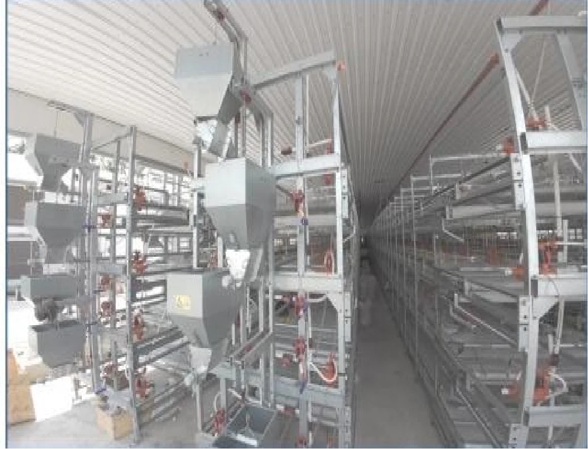 High Quality Automatic Chicken Cage System Laying Hen Broiler Chicken Cage For Chook House