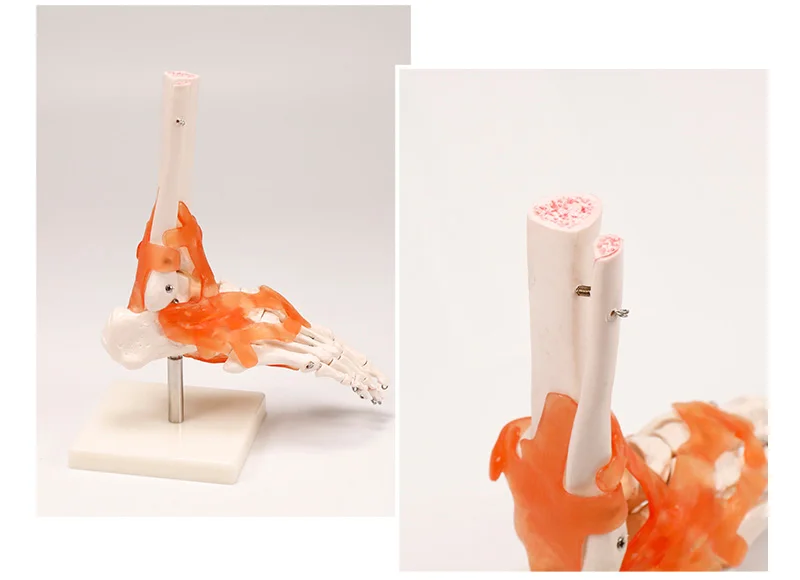 BIX-A1028 High quality medical anatomical foot joint model with ligament Life-size Human Foot Joint Model with ligaments