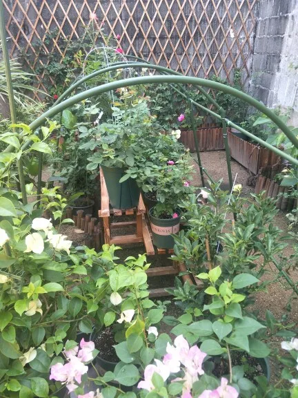 High quality garden metal flower trellis for garden support