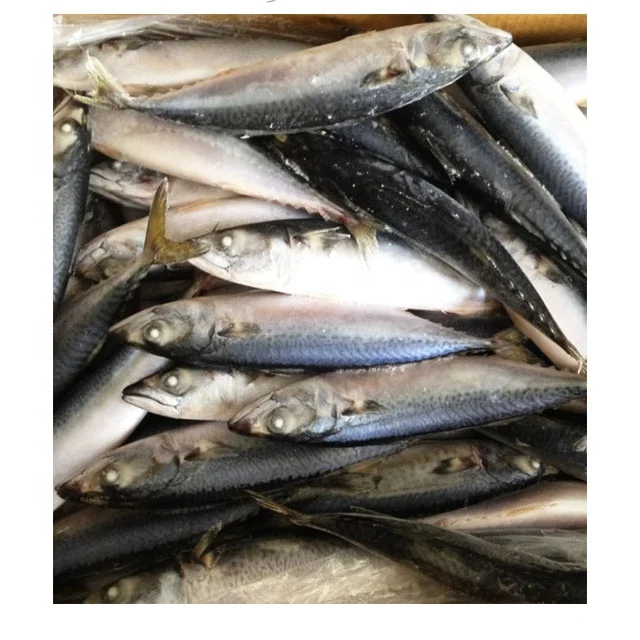 Высокое качество скумбрия и сардины рыбы