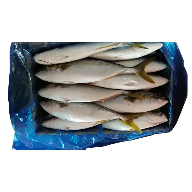 Delicious Natural High Quality Hot Sale Bulk Price Custom Frozen Seafood Fish Yellowtail Yellow King Tail Fish