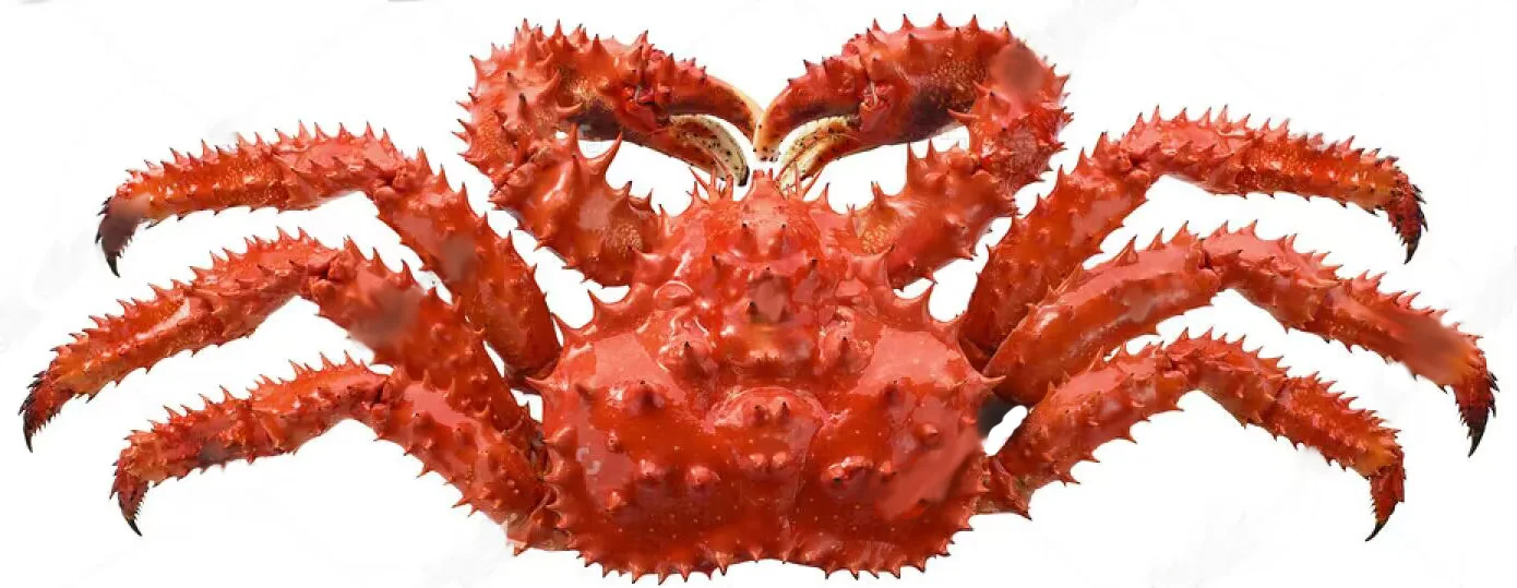 Hot selling special low price red king crab high quality crab king crab