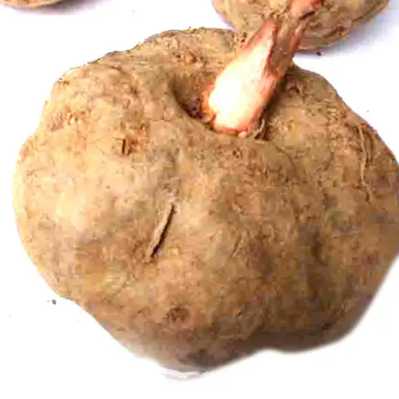 
100% Nature konjac extract glucomannan powder 