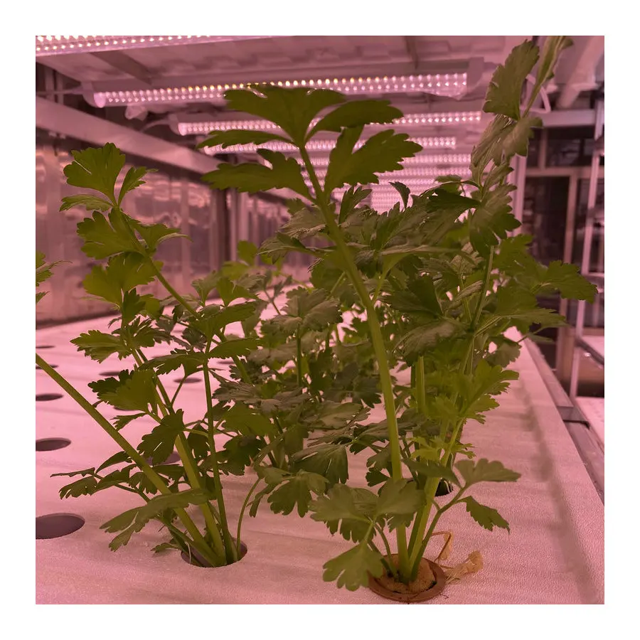 micro-farms container greenhouse farming vegetable hydroponic irrigation system