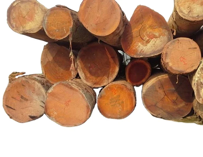 Eucalyptus timber wood logs Pine Oak