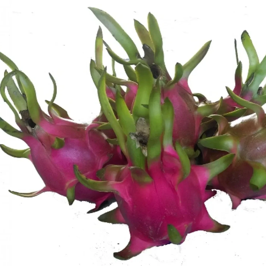 Vietnam Dragon Fruit Export To India Hong Kong Tropical Fresh Fruit 100% Maturity With Common  WHATSAP 0084 989 322 607