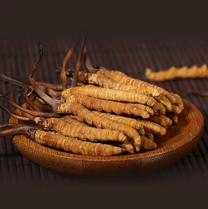 Supply Enchace Immunity Wild Chinese Caterpillar Fungus/Cordyceps Sinensis